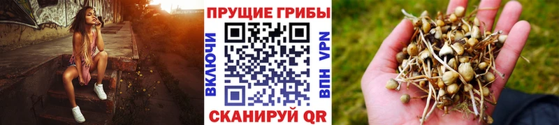 Галлюциногенные грибы Cubensis  Стрежевой 