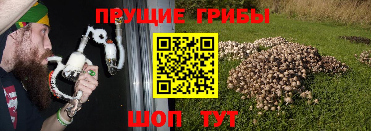 где найти наркотики  Стрежевой  Галлюциногенные грибы Psilocybine cubensis  Галлюциногенные грибы мухоморы 